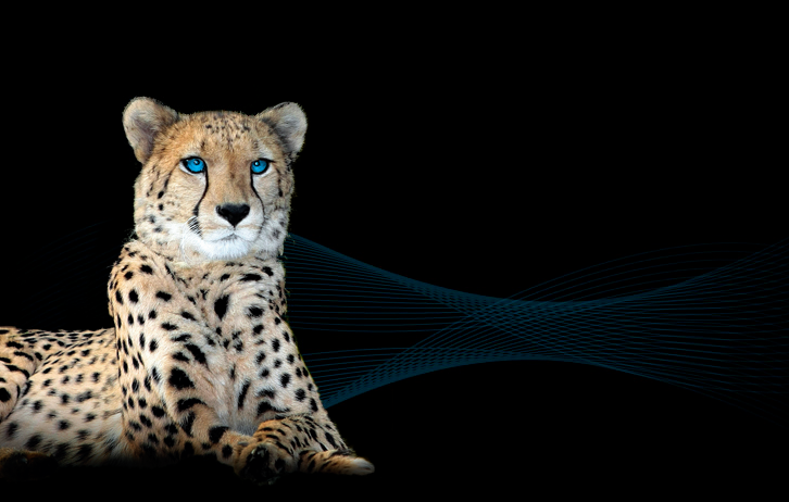 Gepard