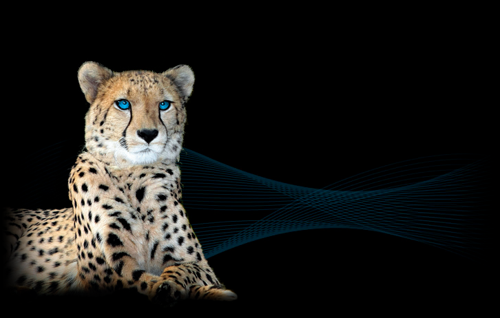 Liegender Gepard mit blauen Augen vor schwarzem Hintergrund, daneben cyanfarbene Wellenlinien